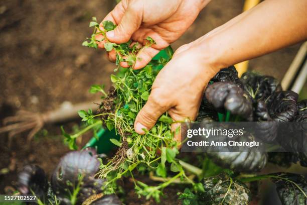 garden weeding and weed control - jäten stock-fotos und bilder