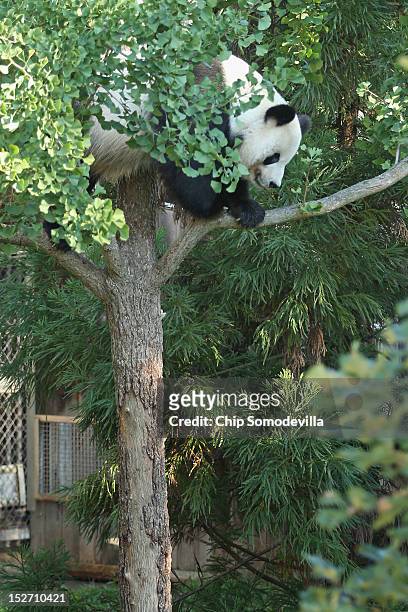 Tian Tian, the 275-pound male giant panda at the Smithsonian National Zoological Park, climbs a tree in his outdoor enclosure the day after the death...