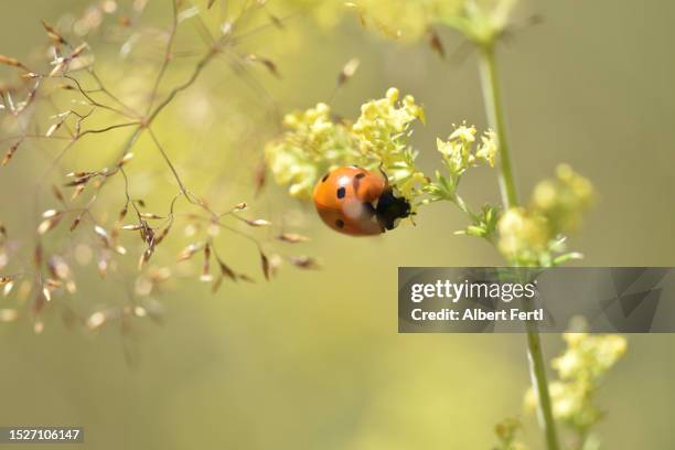 coccinellidae - seven spot ladybird stock pictures, royalty-free photos & images