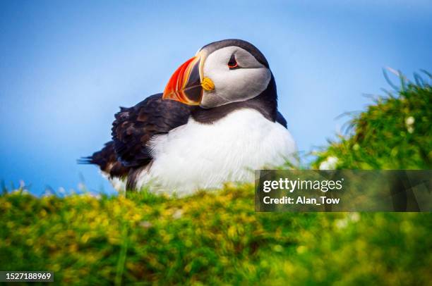 atlantic puffins in mykines, faroe islands - atlantic puffin stock pictures, royalty-free photos & images
