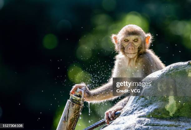 Monkey tries to cool off during hot weather at a zoo on July 8, 2023 in Huaibei, Anhui Province of China.