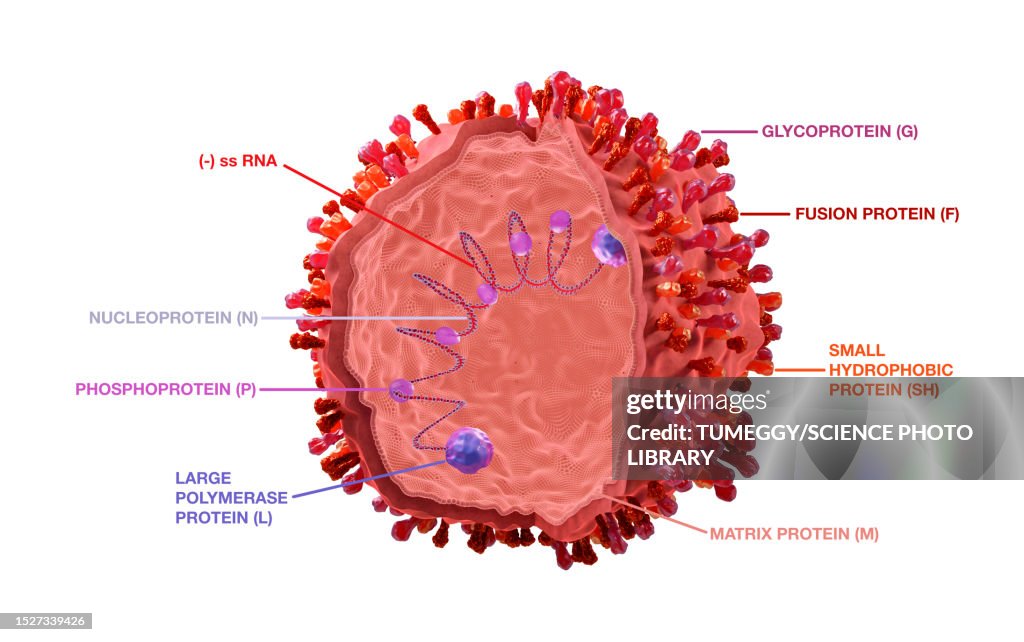 Spherical respiratory syncytial virus, illustration
