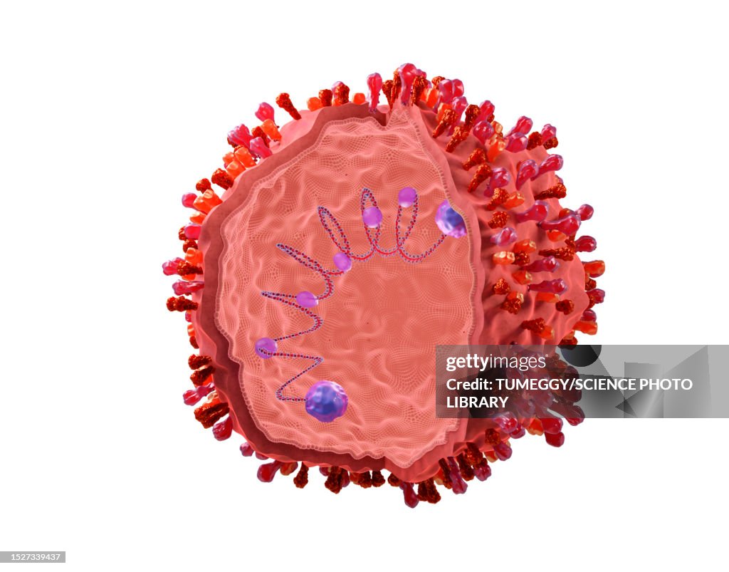 Spherical respiratory syncytial virus, illustration