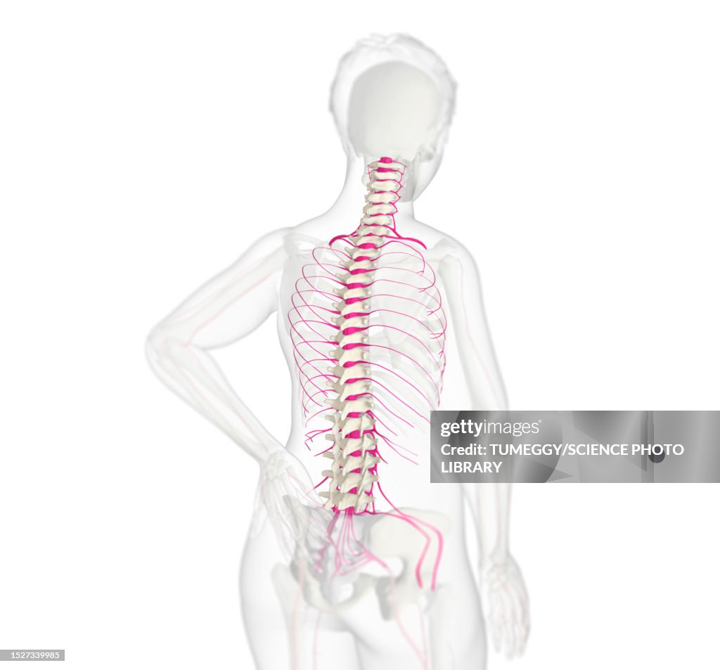 Human spine and nerves, illustration