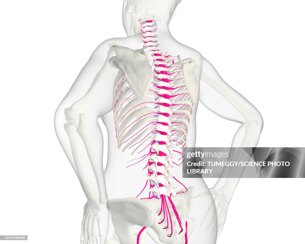 Human spine and nerves, illustration