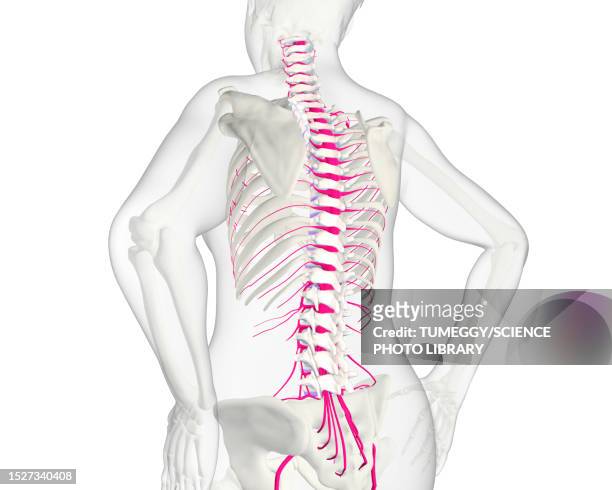 human spine and nerves, illustration - nervous tissue stock illustrations