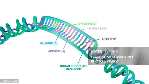 dna molecule, illustration - nucleotide stock illustrations stock illustrations
