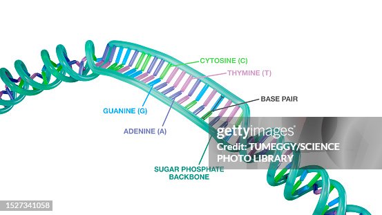 DNA molecule, illustration DNA molecule, illustration
