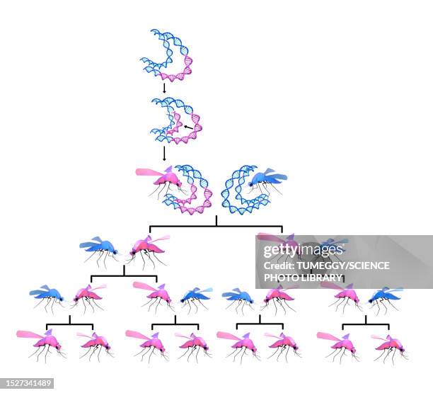 genetically modified mosquito genealogical tree, illustration - disease vector stock illustrations