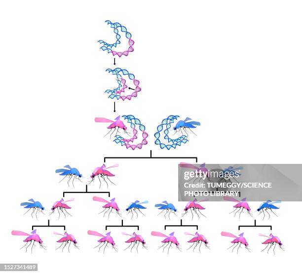 genetically modified mosquito genealogical tree, illustration - genetically modified mosquitos stock illustrations