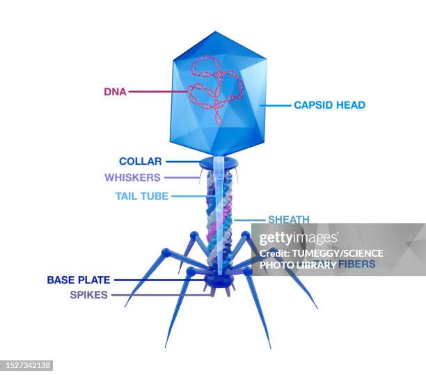 t4 bacteriophage structure, illustration - t4 bacteriophage stock illustrations