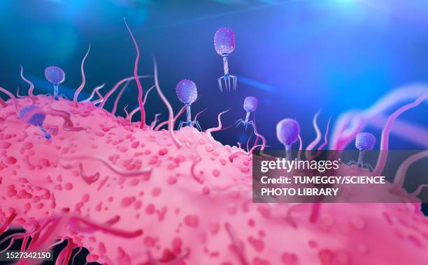 t4 bacteriophage infecting e. coli bacterium, illustration - バクテリオファージ点のイラスト素材／クリップアート素材／マンガ素材／アイコン素材