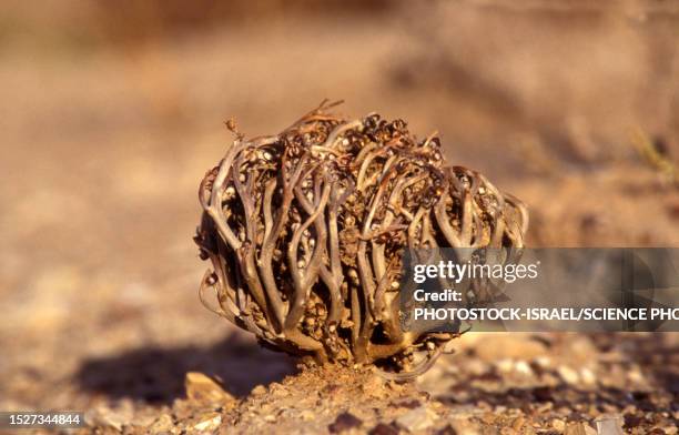 rose of jericho (anastatica hierochuntica) - tumble weed stock pictures, royalty-free photos & images