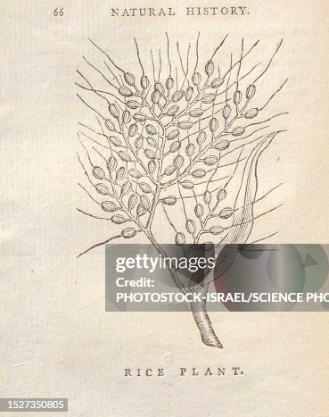 Rice Plant 18th Century Illustration High-Res Vector Graphic - Getty Images