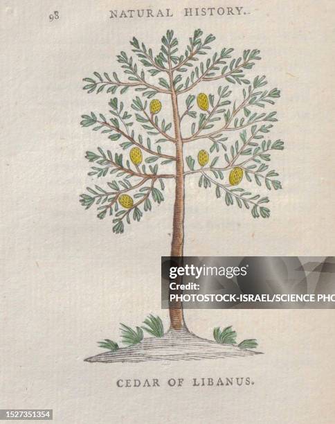 cedar of lebanon, 18th century illustration - zeder stock-grafiken, -clipart, -cartoons und -symbole