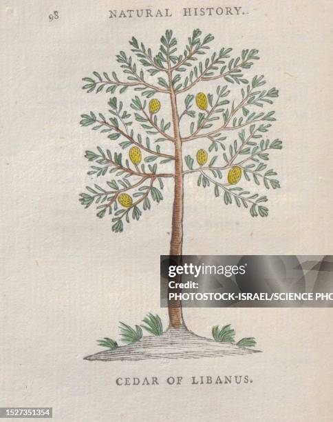 cedar of lebanon, 18th century illustration - cedar tree stock-grafiken, -clipart, -cartoons und -symbole