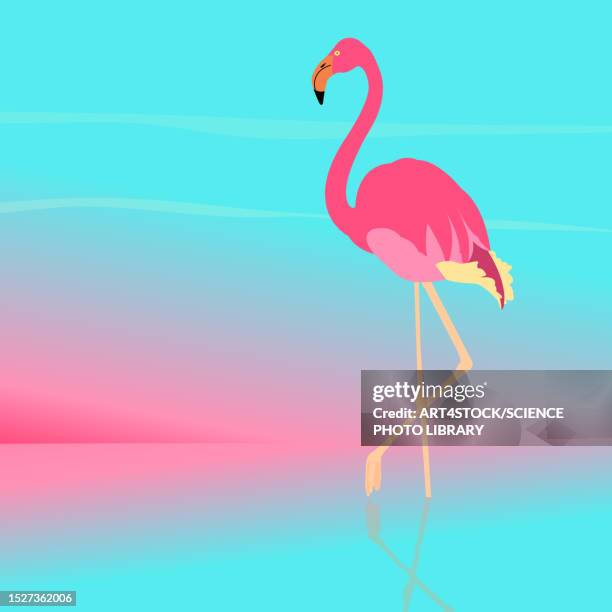 flamingo, illustration - tourist resort stock illustrations