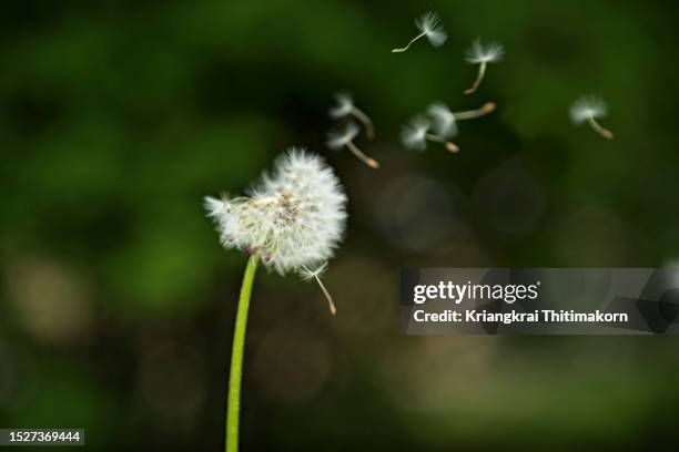dandelion flower with seeds blowing away. - polinización fotografías e imágenes de stock