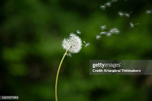 dandelion flower with seeds blowing away. - löwenzahn-samen stock-fotos und bilder