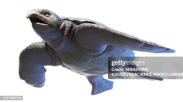 ilustrações de stock, clip art, desenhos animados e ícones de archelon prehistoric turtle, illustration - tartaruga gigante