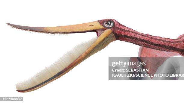 pterodaustro pterosaur, illustration - pterodaustro stock illustrations