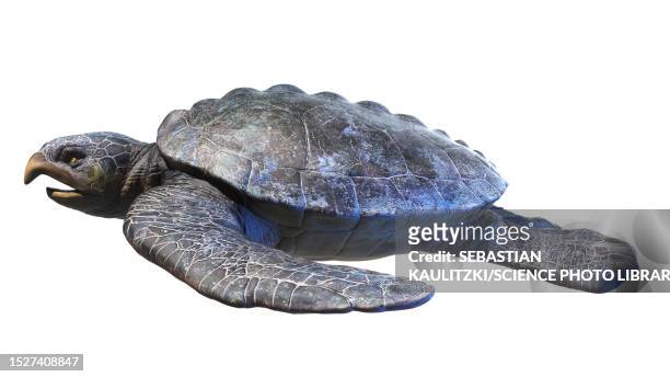 ilustrações de stock, clip art, desenhos animados e ícones de archelon prehistoric turtle, illustration - tartaruga gigante