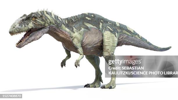 acrocanthosaurus dinosaur, illustration - acrocanthosaurus stock illustrations
