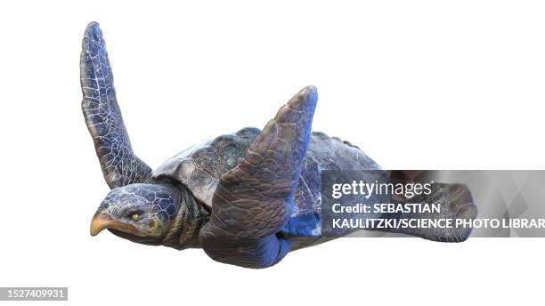 ilustrações de stock, clip art, desenhos animados e ícones de archelon prehistoric turtle, illustration - tartaruga gigante