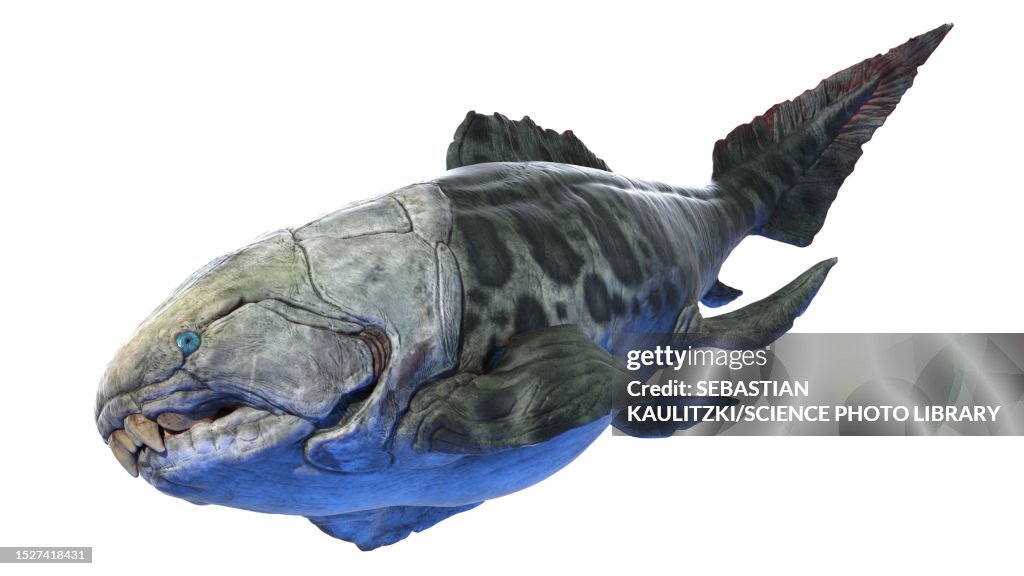 Dunkleosteus prehistoric fish, illustration