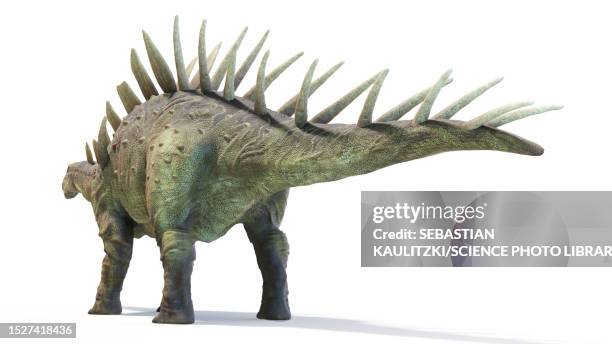 kentrosaurus dinosaur, illustration - fossil stock illustrations