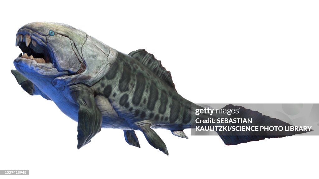 Dunkleosteus prehistoric fish, illustration