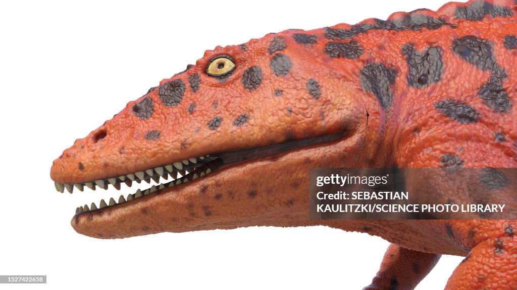 Eryops prehistoric amphibian, illustration