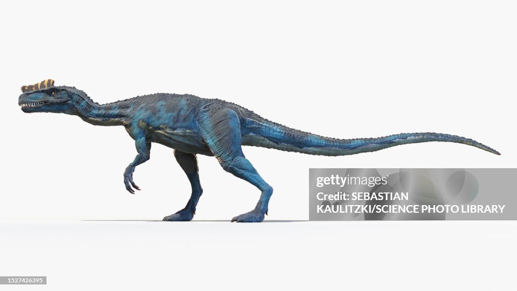 Proceratosaurus dinosaur, illustration
