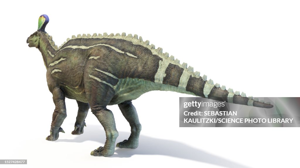 Tsintaosaurus dinosaur, illustration