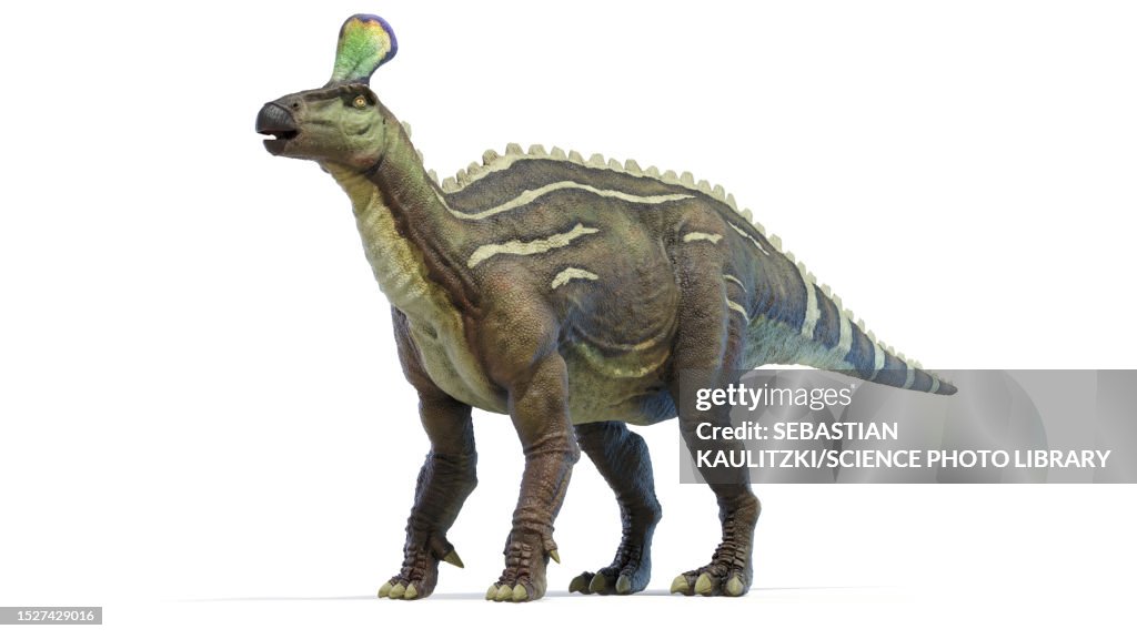 Tsintaosaurus dinosaur, illustration