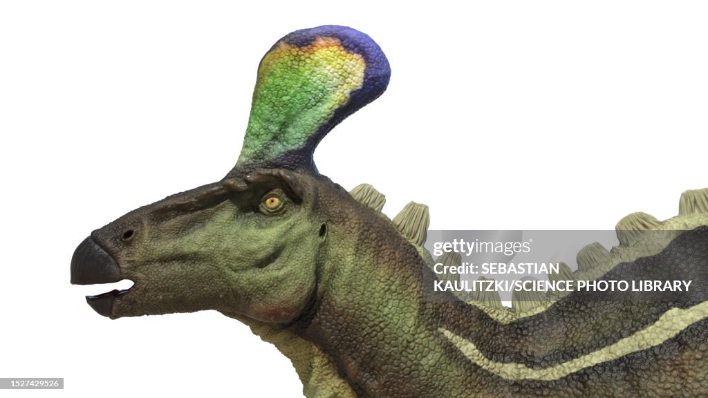 Tsintaosaurus dinosaur, illustration