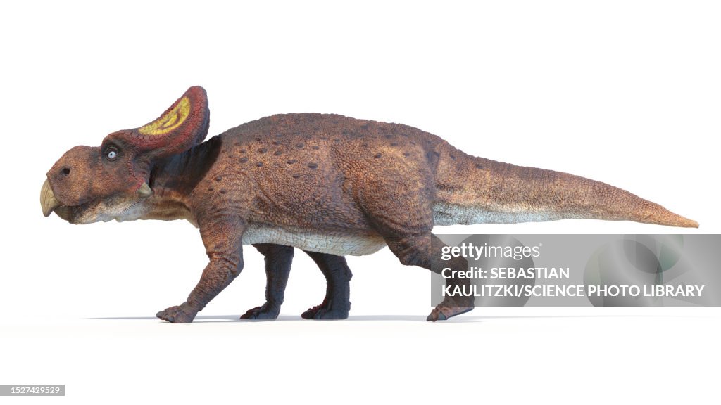 Protoceratops dinosaur, illustration