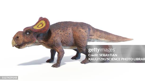 protoceratops dinosaur, illustration - protoceratops stock illustrations
