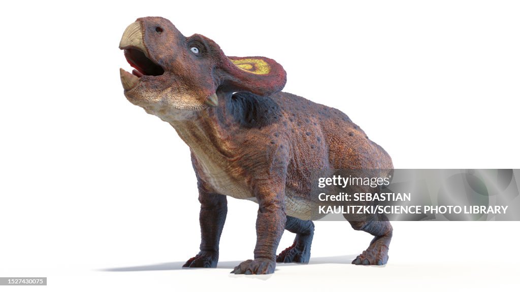 Protoceratops dinosaur, illustration