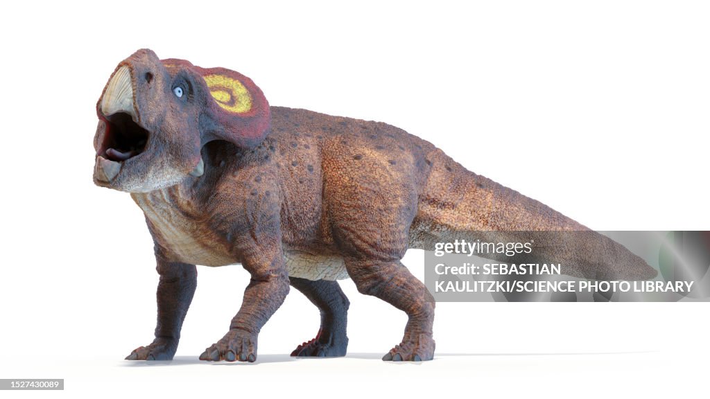 Protoceratops dinosaur, illustration