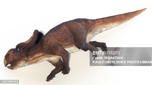 protoceratops dinosaur, illustration - fossil stock illustrations