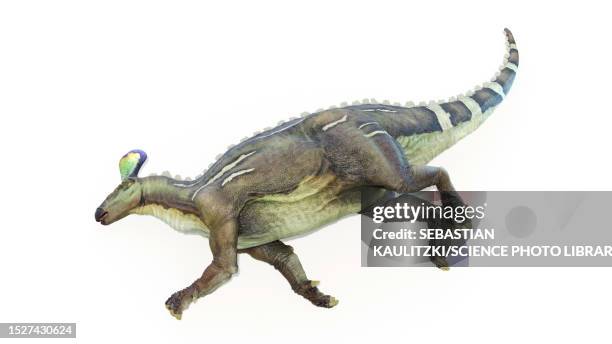 tsintaosaurus dinosaur, illustration - tsintaosaurus stock illustrations