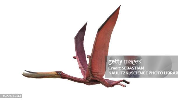 pterodaustro pterosaur, illustration - pterodaustro stock illustrations
