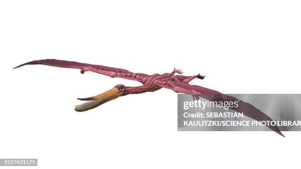 pterodaustro pterosaur, illustration - pterodaustro stock illustrations