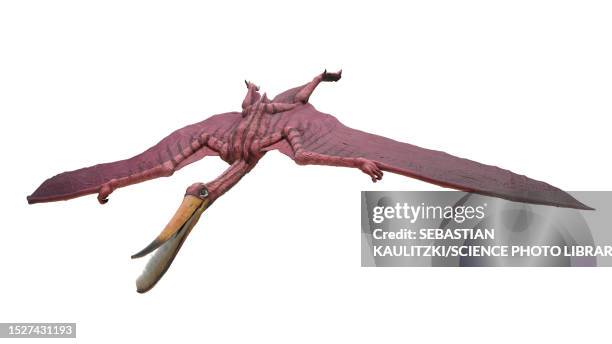 pterodaustro pterosaur, illustration - pterodaustro stock illustrations
