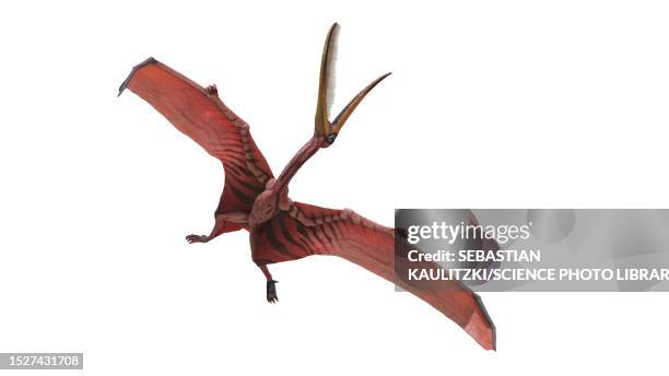 pterodaustro pterosaur, illustration - pterodaustro stock illustrations