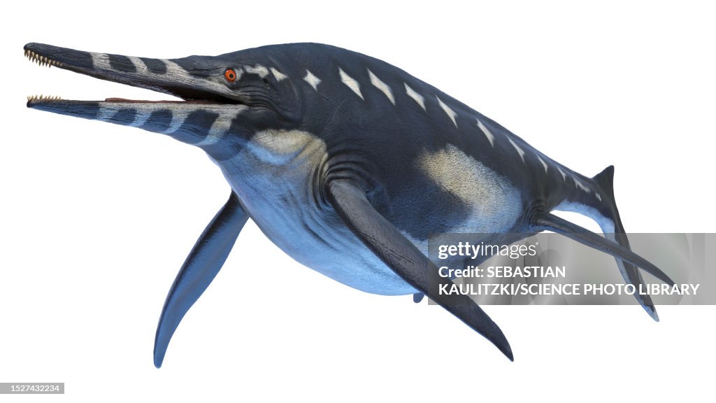 Shonisaurus ichthyosaur, illustration