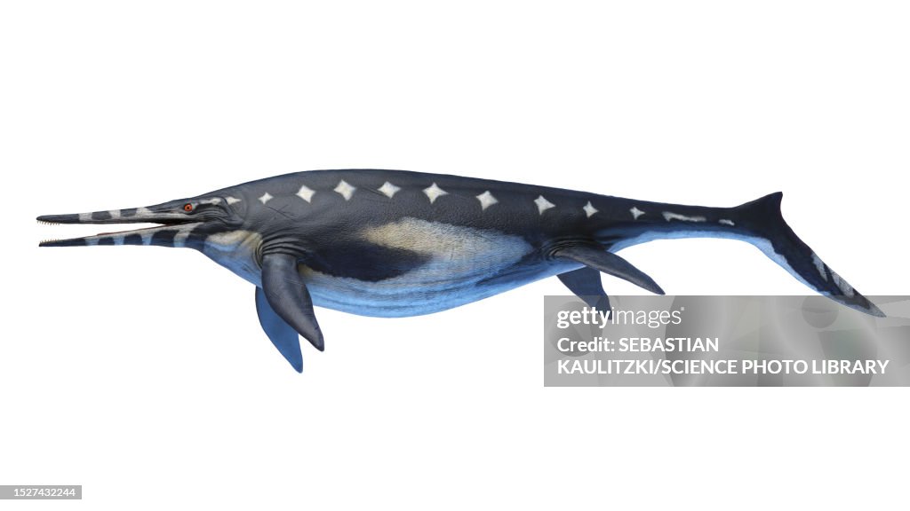 Shonisaurus ichthyosaur, illustration
