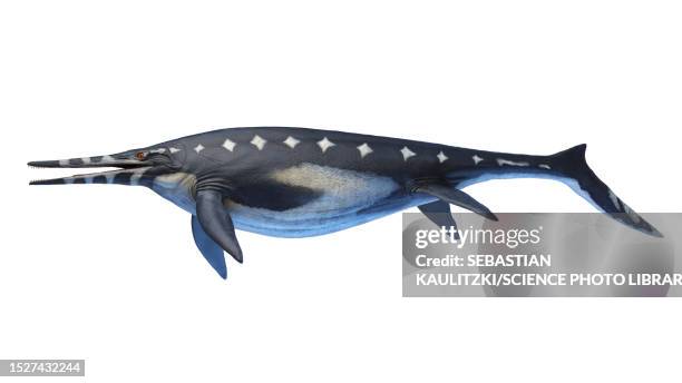 shonisaurus ichthyosaur, illustration - shonisaurus stock illustrations
