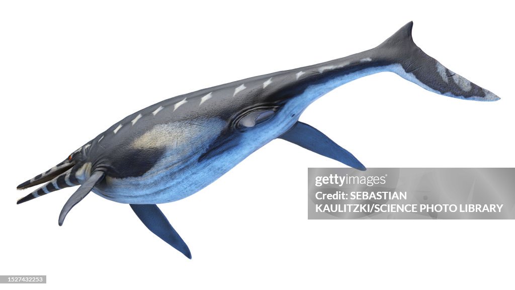 Shonisaurus ichthyosaur, illustration